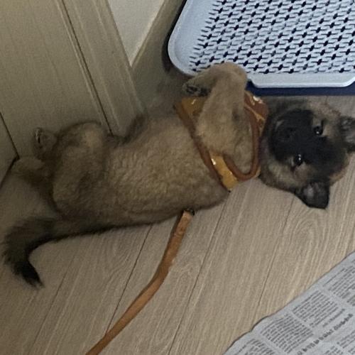 성품좋은강아지