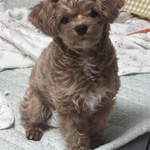 강아지찾았습니다!! 감사합니다!!