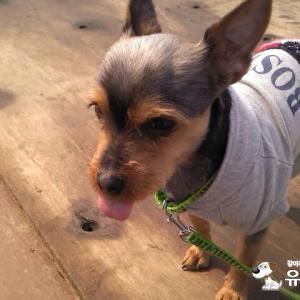 요크셔테리어 장군이를찾습니다