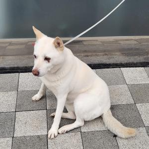 전곡오토캠핑장 주변 부모님집에서 목줄빼고 나갔어요