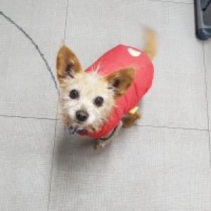 빨간옷입은 강아지 찾아요.