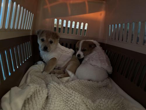 전북 유기견 강아지 무료분양합니다.