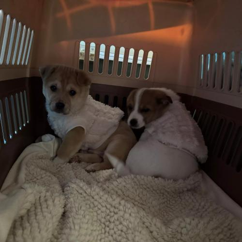 전북 유기견 강아지 무료분양합니다.