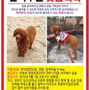 의정부 갈색푸들 찾아주세요