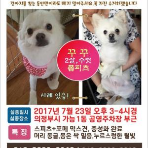 의정부 가능1동 폼피츠 찾습니다