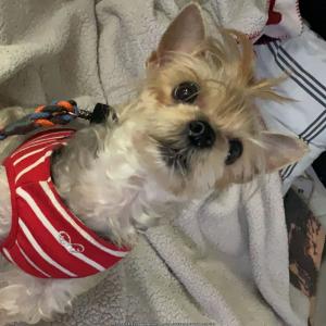 서울 서대문구 대현동 요크혀테리어를 찾습니다.