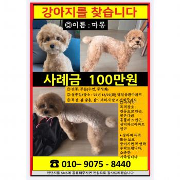 연갈색푸들 찾아요.