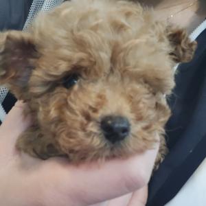 2개월푸들우리코코부탁드려요