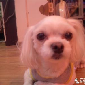 대박이를 찾습니다~