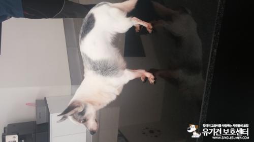 서울 성북구 보문동에서 보호중입니다