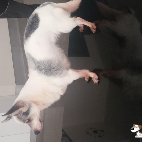 서울 성북구 보문동에서 보호중입니다