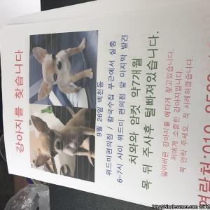 경산 백천동 치와와 실종