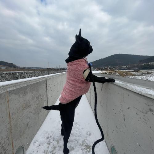 프렌치 불독 여아 충남 서산 분양보냅니다