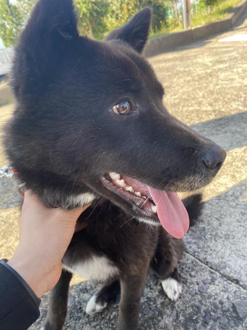 서귀포시 토평동 일대 검정색 흑구(1살 전후로 되보임)