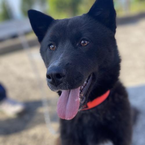 서귀포시 토평동 일대 검정색 흑구(1살 전후로 되보임)