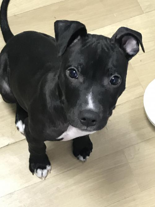 김해 내동 핏불추정 강아지 주인 찾아요