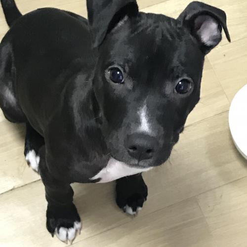 김해 내동 핏불추정 강아지 주인 찾아요