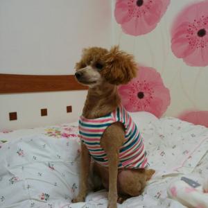 우리 사랑이좀 찾아주세요 ㅠㅠ