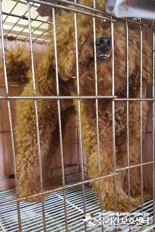 천안유기동물보호소앞에서 유기된 푸들 남아 분양합니다~