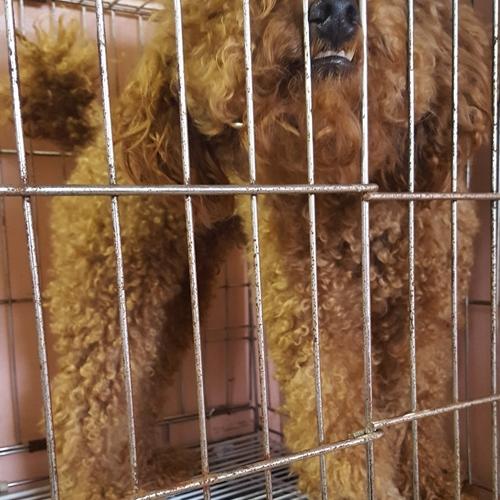 천안유기동물보호소앞에서 유기된 푸들 남아 분양합니다~