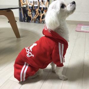 흰색 말티즈 보호중이에요