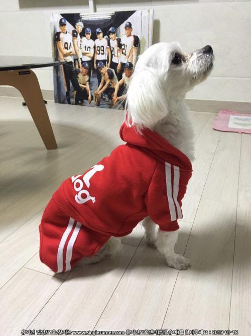 흰색 말티즈 보호중이에요