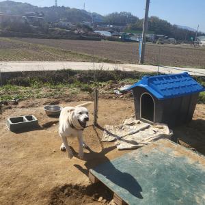 충북 산척면 리트리버찾습니다
