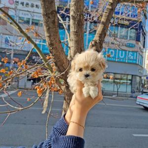 강아지분양 김포강아지분양 말티푸분양 크림 모색을 가진 말티즈 상 80% 2개월령 말티푸 아가몽 분양합니당!