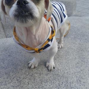 시츄(여) 아롱이를 찿습니다