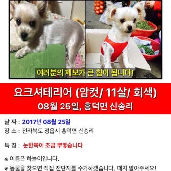정읍시 흥덕면 신송리쪽 집나간 강아지를 찾습니다.