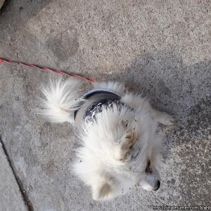 강아지찾아요 ㅠㅠㅠ