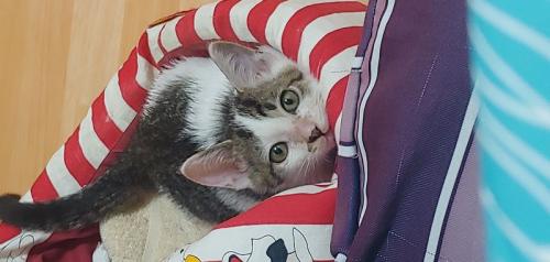 구출한 새끼냥이 분양