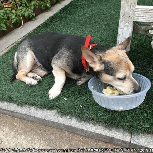 은평구 불광동 통일로 72길 30 / 검정갈색 믹스견 유기견 보호중 입니다.