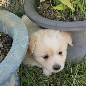 믹스 소형견 새끼분양