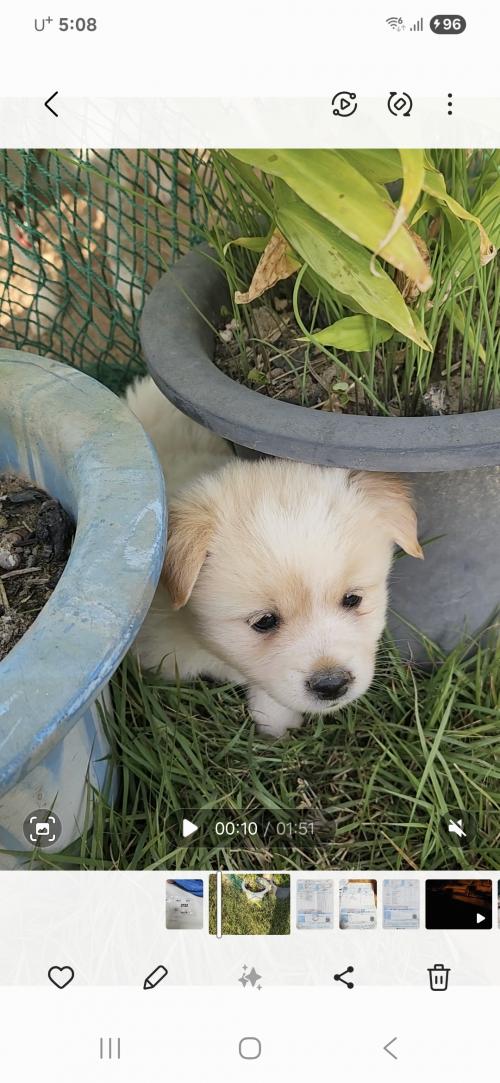 믹스 소형견 새끼분양