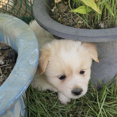 믹스 소형견 새끼분양