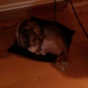 강아지를 찾습니다