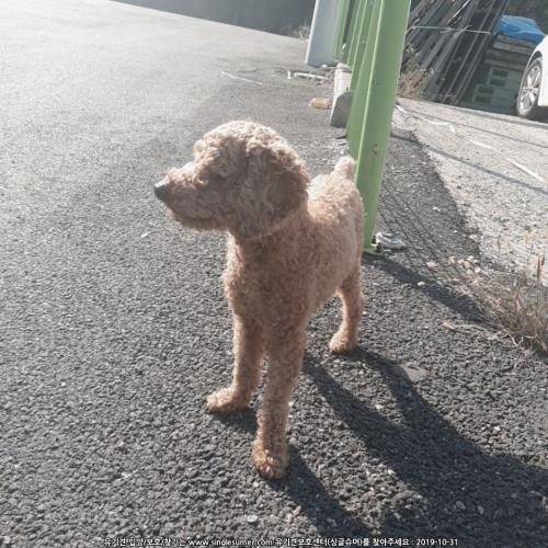 파주시 월롱산(문산제일고 뒷편)에서 발견된 갈색 푸들입니다.