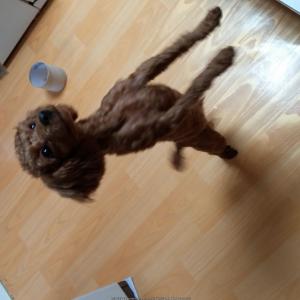 갈색푸들찾아주세요