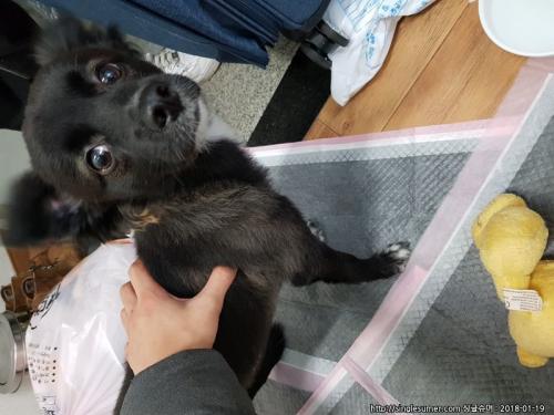 관악구 대학동 까망 암컷 보호중입니다