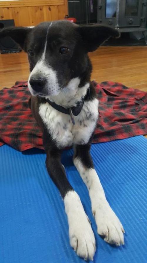 용인시 처인구 강아지 보호중