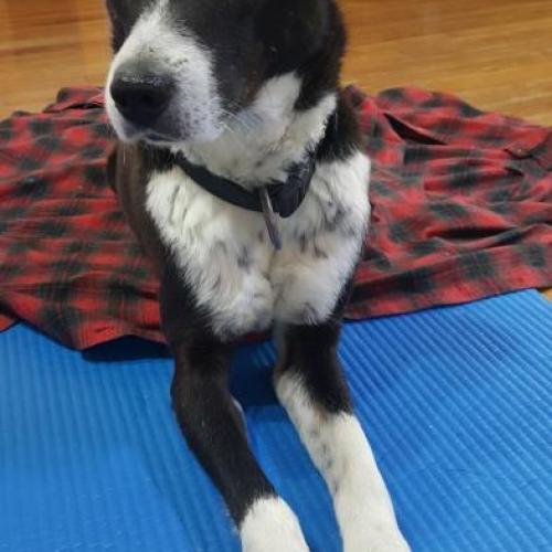 용인시 처인구 강아지 보호중