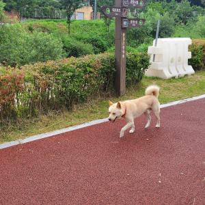 송절동에서 누런색 강아지 찾아가세요 위험해요