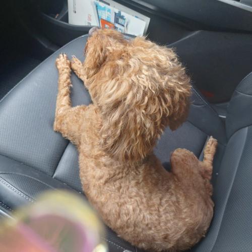 김해 장유 대청계곡에서 발견한 푸들 보호중입니다