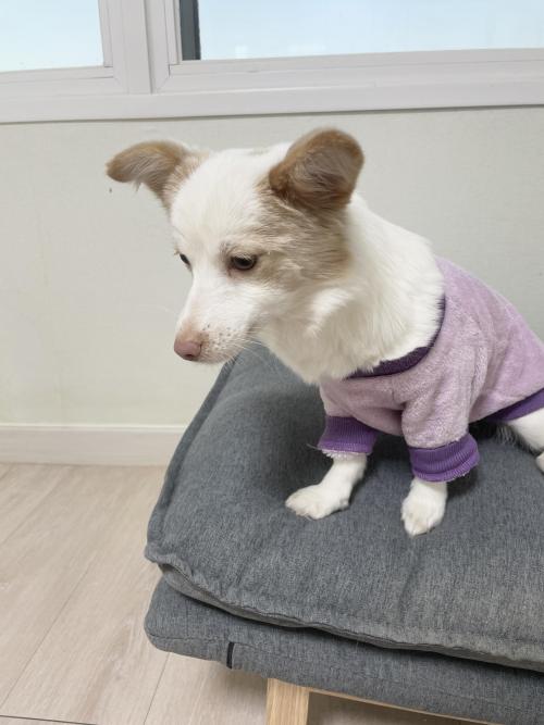 이쁜 믹스견 아이와 포메 아이 좋은 보호자분 찾고 있습니다.