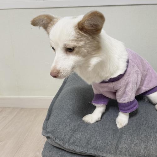 이쁜 믹스견 아이와 포메 아이 좋은 보호자분 찾고 있습니다.