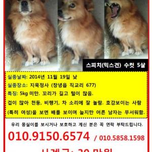 유기견) 몽실이를 찾습니다.