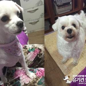 말티즈 4세 멍멍이 수컷 찾습니다