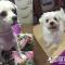 말티즈 4세 멍멍이 수컷 찾습니다