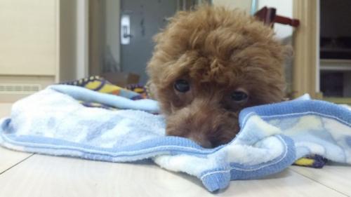 푸들 분양합니다.